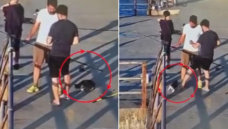 Üsküdar’da kediye tekme atıp denize düşürdü! Çevredekiler tepki gösterdi
