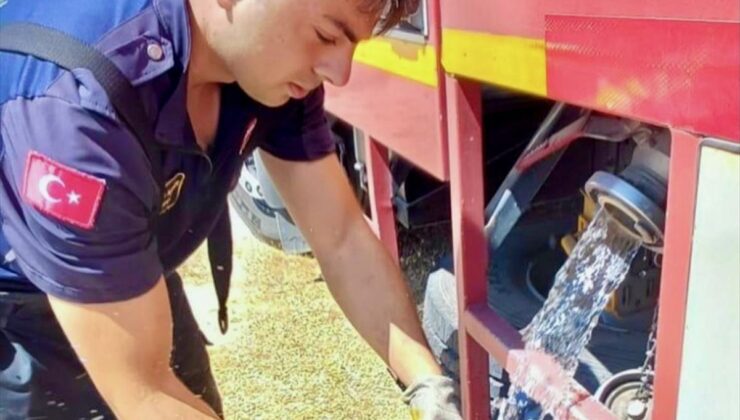 Yangından Kurtarılan Kaplumbağa Doğaya Salındı