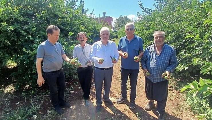 Adana Yüreğir’de dolu, turunçgil başta olmak üzere 35 bin dönüm tarım alanını vurdu