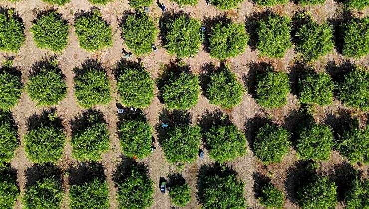 Adana’da limon ihracat izni çıktı, Karadeniz’de gemi trafiği durunca üretici endişeli