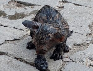 Ağrı’da zifte yapışan yavru kedi itfaiye tarafından kurtarıldı