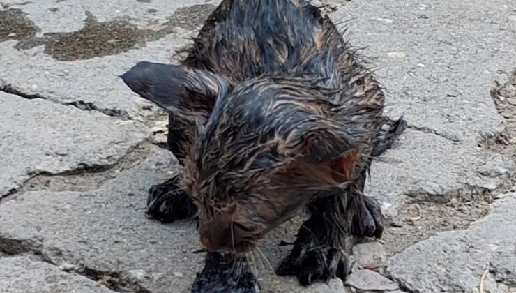 Ağrı’da zifte yapışan yavru kedi itfaiye tarafından kurtarıldı