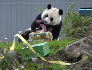 Albüm: ABD’de dev panda Qing Bao beşinci yaş gününü kutladı