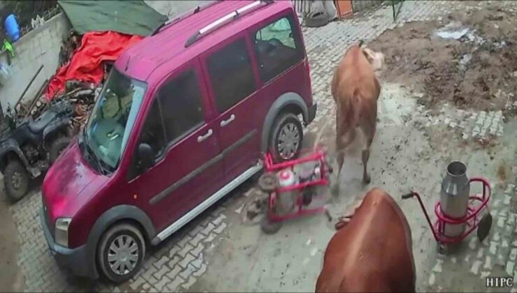 Amasya’da öfkeli boğa, komşu ahırda süt sağım makinesini sürükledi, makine hasar aldı