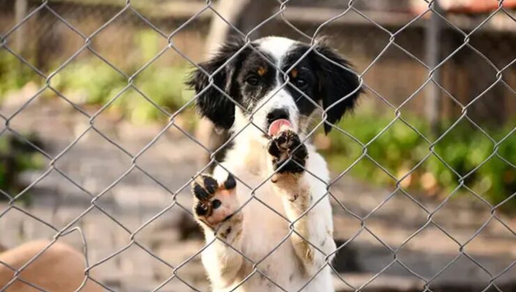 Ankara 23. İdare Mahkemesi, sahipsiz köpeklerin beslenme yasağını iptal etti