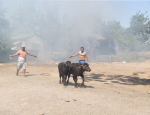 Antalya’da otlukta çıkan yangın sera ve manda çiftliğine sıçradı