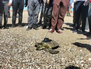 Antalya’da uydu cihazı takılan yeşil deniz kaplumbağası denize bırakıldı
