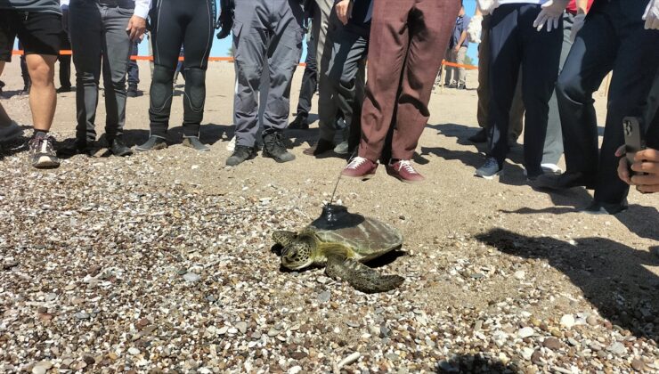 Antalya’da uydu cihazı takılan yeşil deniz kaplumbağası denize bırakıldı