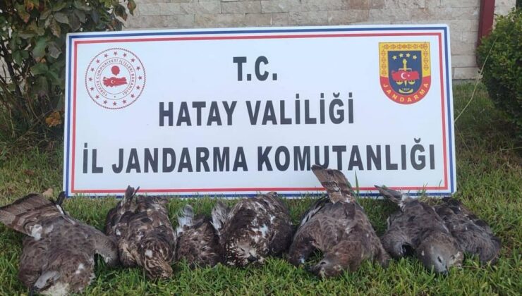 Arı Şahini Avına Rekor Ceza: 1 Milyon 330 Bin Lira
