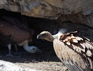 Artvin Ardanuç’ta kızıl akbaba yavruları uçuşa hazırlanırken dronla görüntülendi