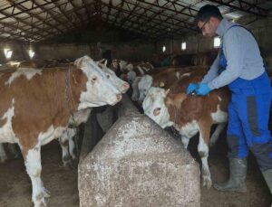 Aydıntepe’de şap aşılama çalışmaları Günbuldu ve Kavlatan dahil 7 köye ulaştı