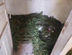 Bafra’da 63 kg Esrar Ele Geçirildi
