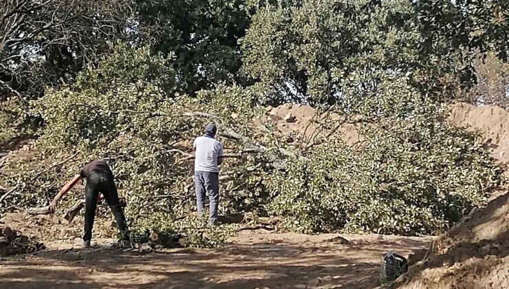 Balıkesir Burhaniye’de Adramytteion kazısı için 6 tescilsiz meşe ağacı kesilecek