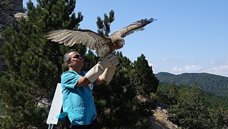 Balıkesir’de dumandan etkilenen yılan kartalı tedavisinin ardından doğal ortamına salındı