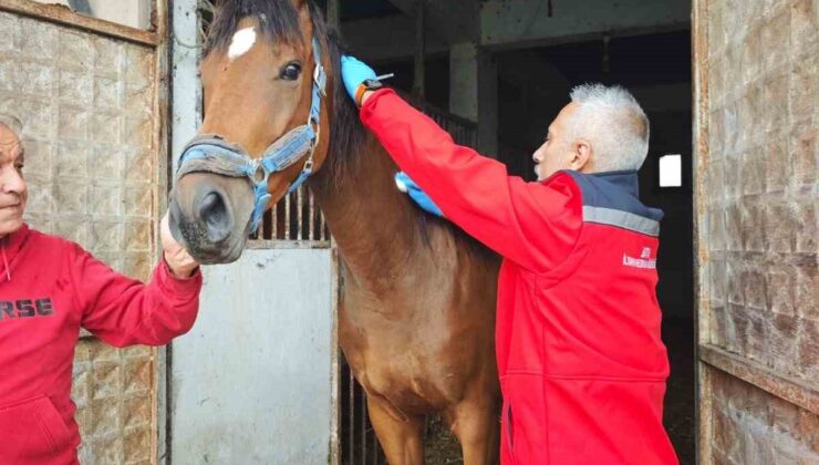 Bartın’da değeri 2 milyon TL’ye ulaşabilen İngiliz kısrağına sağlık kontrolü yapıldı