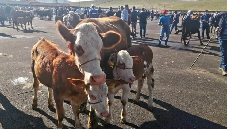 Bayburt’ta Aydıntepe ve Demirözü’nde yetiştiricilere şap hastalığı uyarısı yapıldı