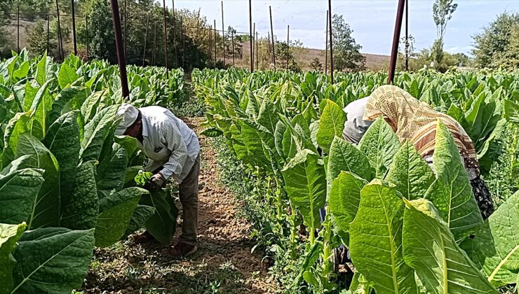 Bilecik Pazaryeri’de tütün hasadı başladı, ekim alanı 40 dekara çıktı