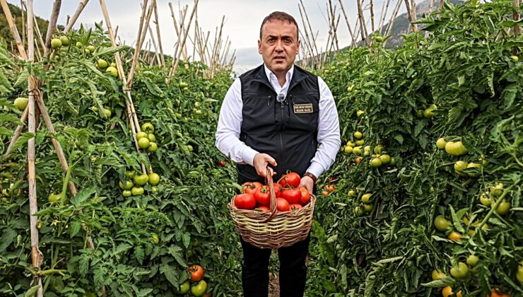 Bilecik Valisi Sözer, Osmaneli’de domates ve barbunya hasadı yapıp salça hazırladı
