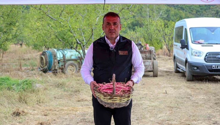Bilecik’te 3 bin 700 dekarda barbunya hasadı başladı, 4 bin 500 ton hasat bekleniyor