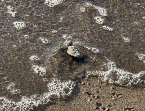 Bodrum’da 62 Caretta Caretta Yavrusu Denizle Buluştu