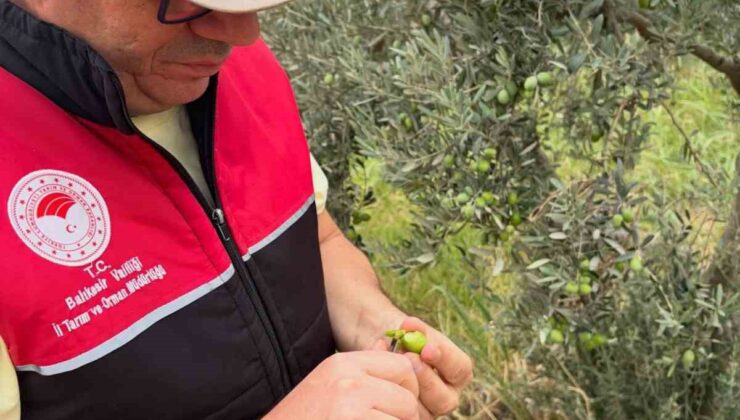 Burhaniye’de ilçe tarım ekipleri zeytin sineğine karşı haftada iki kez tuzak sayıyor