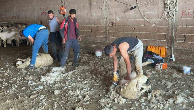 Bursa Koyun Keçi Birliği Başkanı, Bursa’da yapağı tesisi için 100 milyon lira istedi
