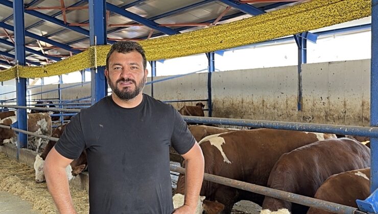 Çankırı’da 50 büyükbaştan bir dana firar etti, 49’u kamyona yüklendi