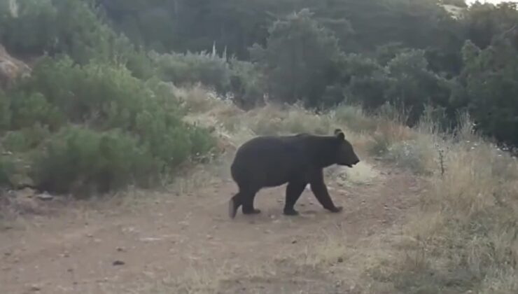 Çankırı’da fotokapana takılan ayı, doğal ortamında yiyecek ararken görüntülendi