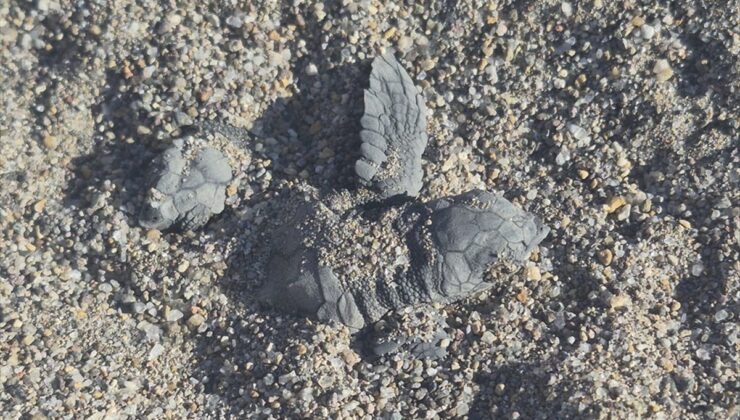 Caretta Caretta Yavrularının Denize Yolculuğu Kamerada