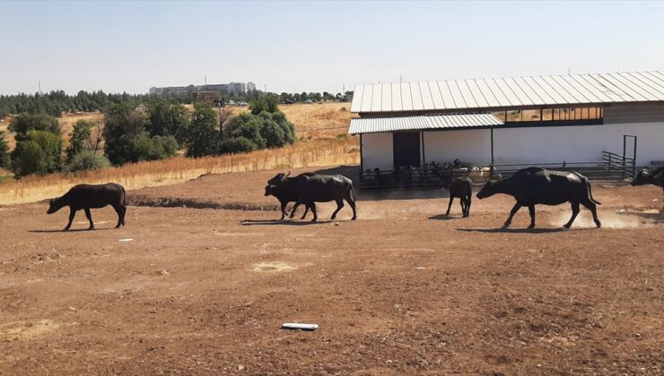 Diyarbakır’da İtalyan mandalarıyla genetik ıslah çalışması yürütülüyor
