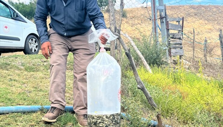 Dodurga’da Kuyucak köyü göletine İlçe Tarım ekiplerince yavru balık salındı