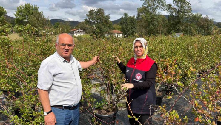 Düzce İl Tarım Müdürü Gümüşova’da inceleme yaptı, 12 bin aronya hazırlığı sürüyor