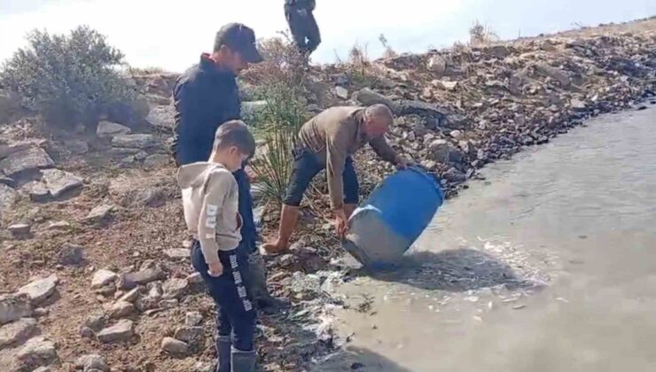 Edirne Meriç’teki Küplü beldesinde mahsur kalan balıklar göletlere bırakıldı