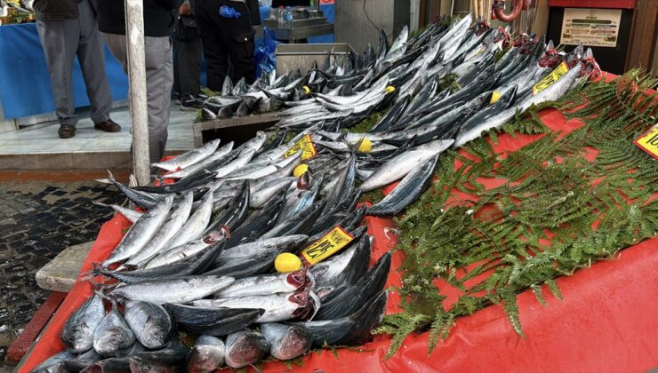 Edirne’de palamut sezonu erken başladı, tezgahlarda tanesi 125 liraya satılıyor