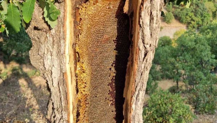 Elazığ Palu’da Bayram Özdoğan yaşlı ağaç gövdesinden kilolarca bal çıkardı