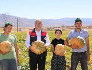 Elazığ’da 2 bin 24 dekar alanda üretilen bal kabağı hasadı başladı
