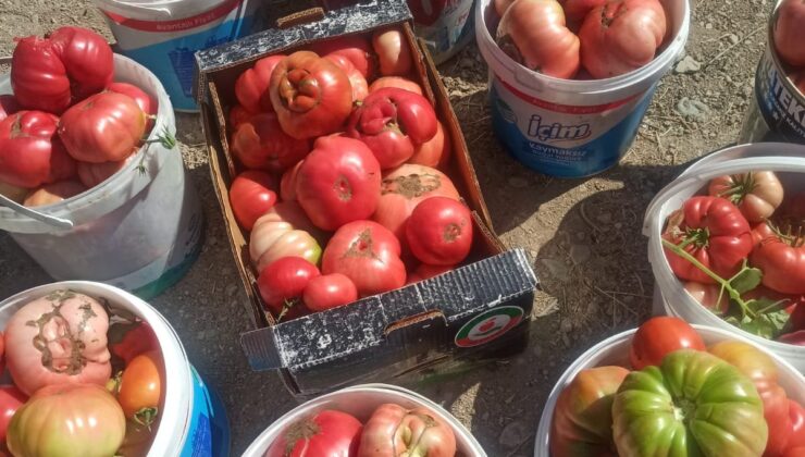 Elazığ’da ata tohum domateslere ilgi, sezon sona yaklaşırken sürüyor