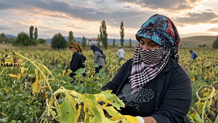 Erzincan Çayırlı’da 20 bin dekarda ayçiçeği hasadı başladı, kuraklık verimi etkiledi