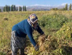 Erzincan Çayırlı’da beyaz kuru fasulye hasadı başladı, ekimi mayısta yapıldı