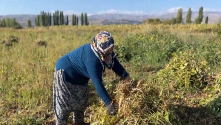 Erzincan Çayırlı’da beyaz kuru fasulye hasadı başladı, ekimi mayısta yapıldı