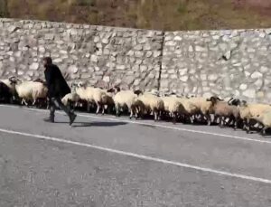 Erzurum’da göçerlerin dönüşü Palandöken Geçidi’nde sürü yoğunluğu oluşturdu