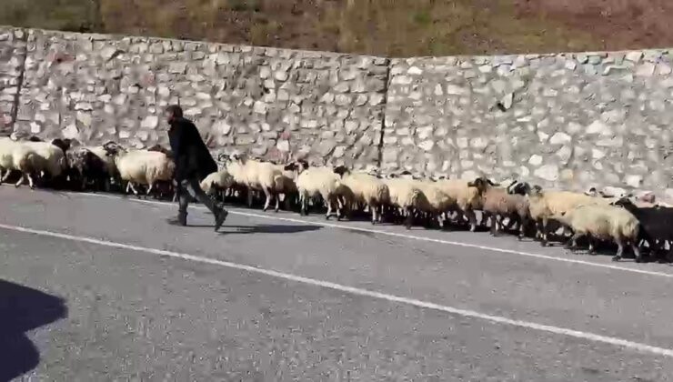 Erzurum’da göçerlerin dönüşü Palandöken Geçidi’nde sürü yoğunluğu oluşturdu