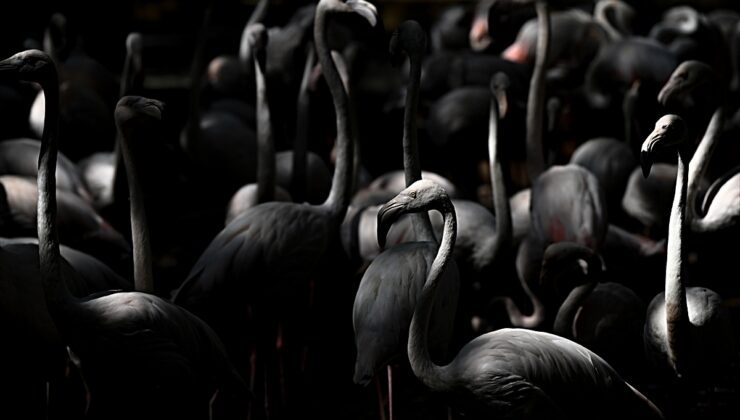 Gaziantep Doğal Yaşam Parkı’nda 4 yavruyla flamingo sayısı 52’ye çıktı