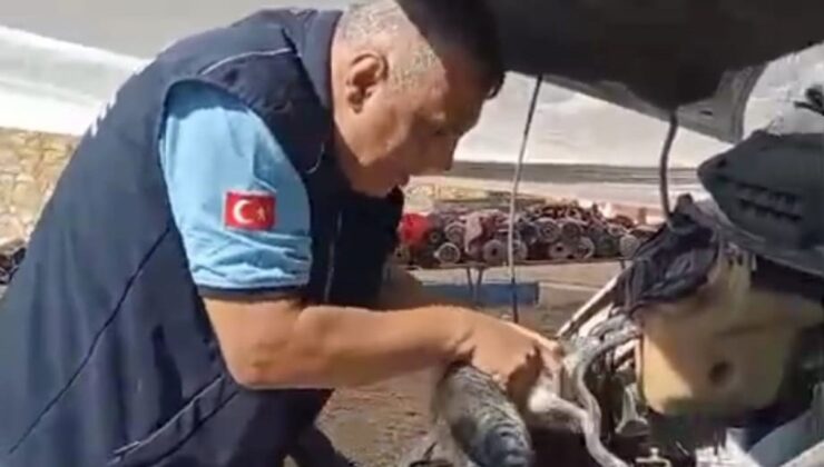 Gaziantep İslahiye’de motor bölümüne sıkışan yavru kedi 45 dakikada kurtarıldı