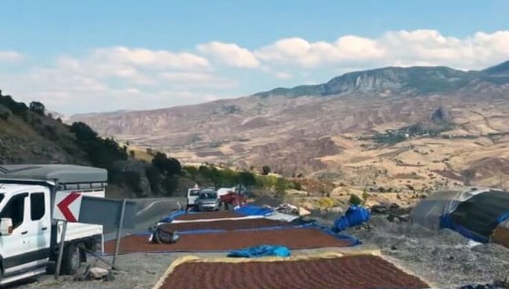 Giresun’da fındık üreticileri yağış nedeniyle kurutmayı iç kesimlere taşıdı