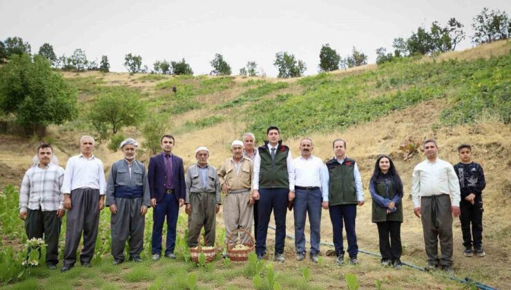 Hakkari Şemdinli’de üzüm hasadı başladı, Kaymakam Erdoğan üreticilerle buluştu