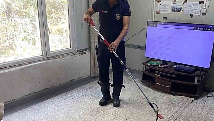 Hatay Defne’de eve giren yılan itfaiye ekiplerince zarar verilmeden yakalandı