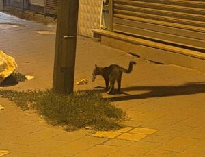 Iğdır Cumhuriyet Mahallesi’nde kedi, yakaladığı fareyle 20 dakika oynadı