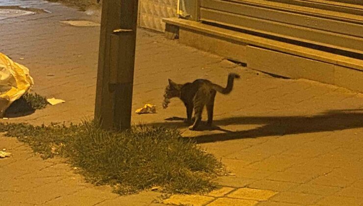 Iğdır Cumhuriyet Mahallesi’nde kedi, yakaladığı fareyle 20 dakika oynadı