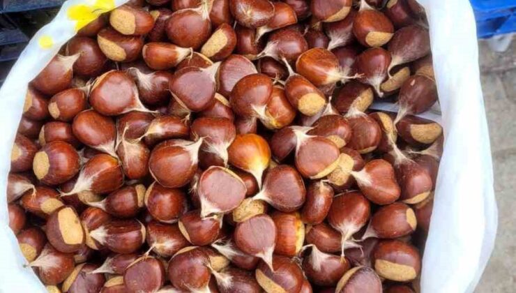 İnebolu’da kestane hasadı başladı, kilogramı 400 liradan satılıyor
